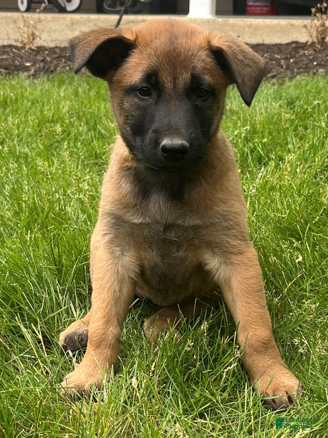 Belgian Malinois dogs for sale: Dakota - Image 5