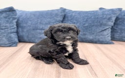 Mini Aussiedoodle dogs for sale: Shadow - Image 5