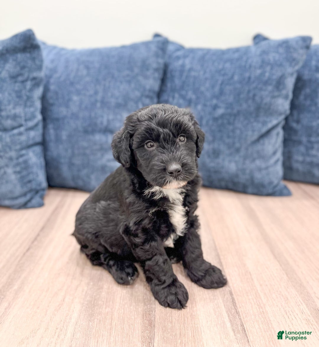 Mini Aussiedoodle dogs for sale: Shadow - Image 5
