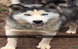 Siberian Husky dogs for sale: Sky cloud - Image 2