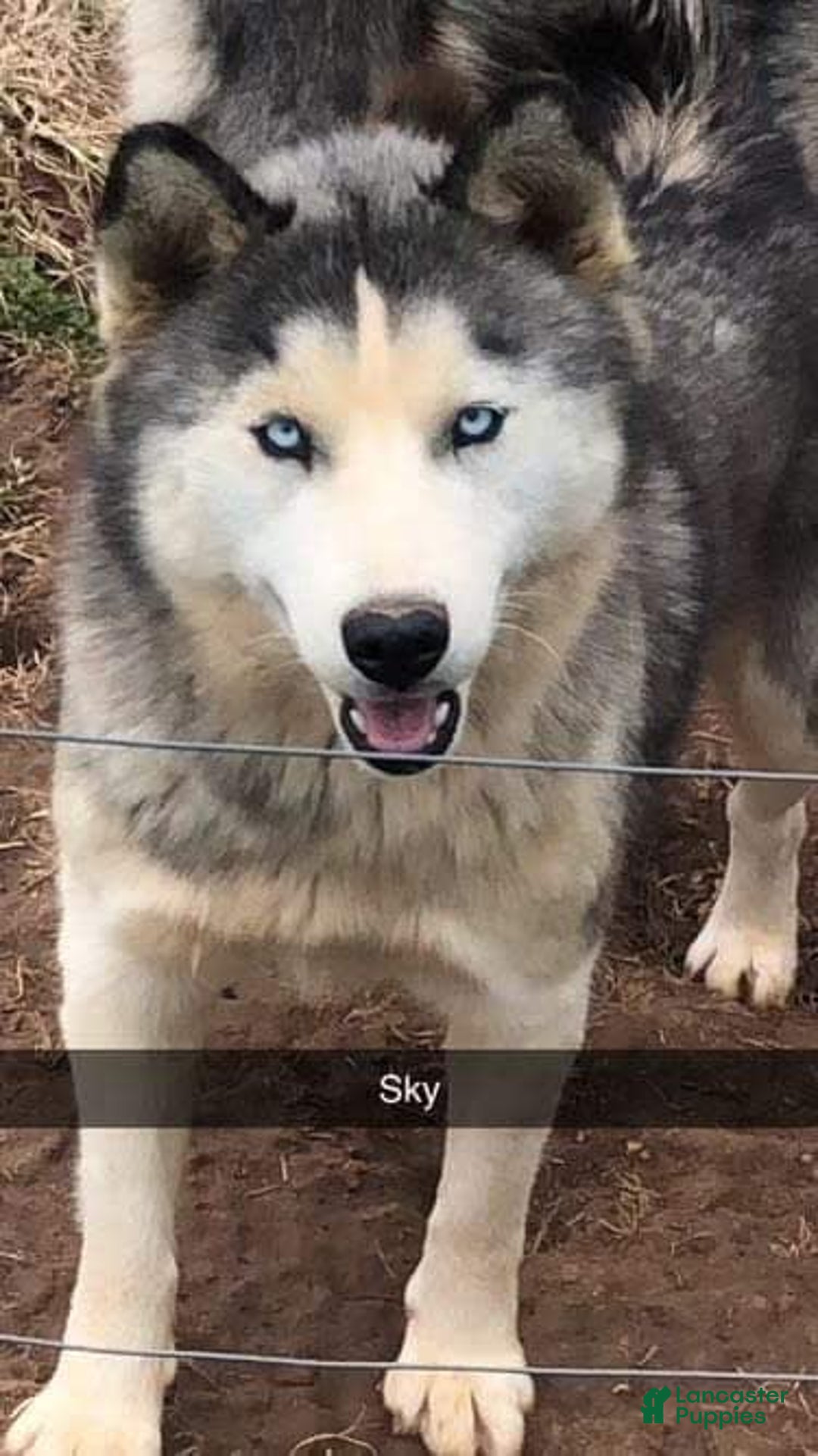 Siberian Husky dogs for sale: Sky cloud - Image 2
