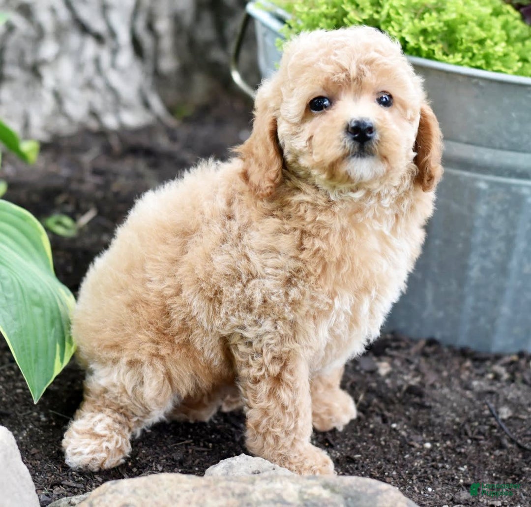 Toy Poodle dogs for sale: Tulip - Image 7