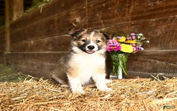 Shetland Sheepdog dogs for sale: Ranger - Image 2