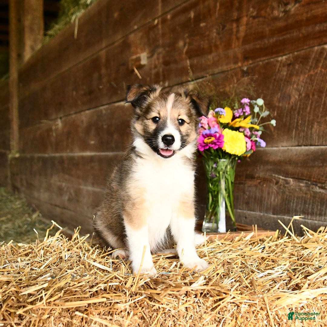 Shetland Sheepdog dogs for sale: Ranger - Image 2