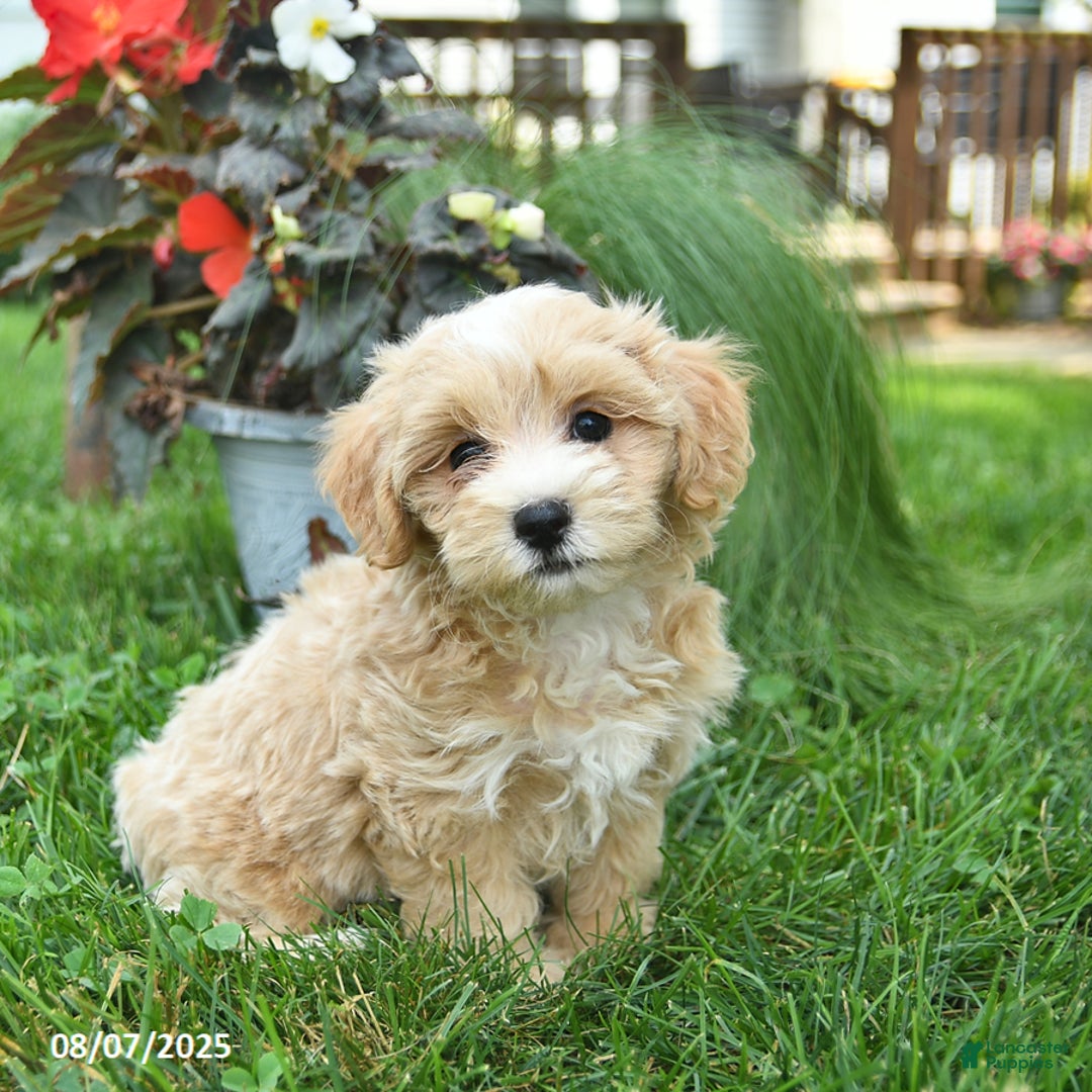Maltipoo dogs for sale: Faith - Image 3