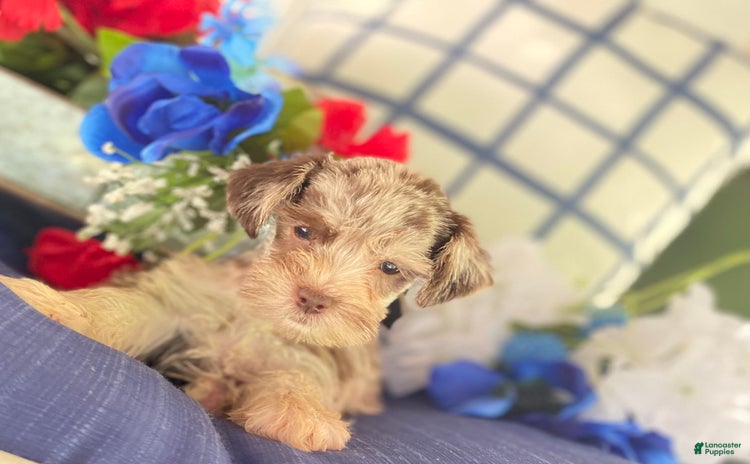 Miniature Schnauzer dogs for sale - Ad 3