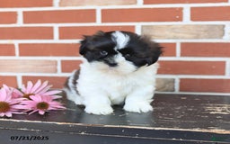 Shih Tzu dogs for sale: Dash - Image 1