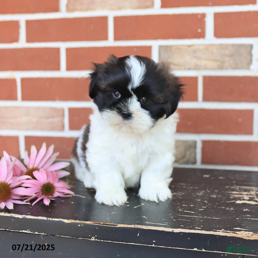 Shih Tzu dogs for sale: Dash - Image 1