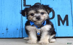 Morkie dogs for sale: Mason - Image 1