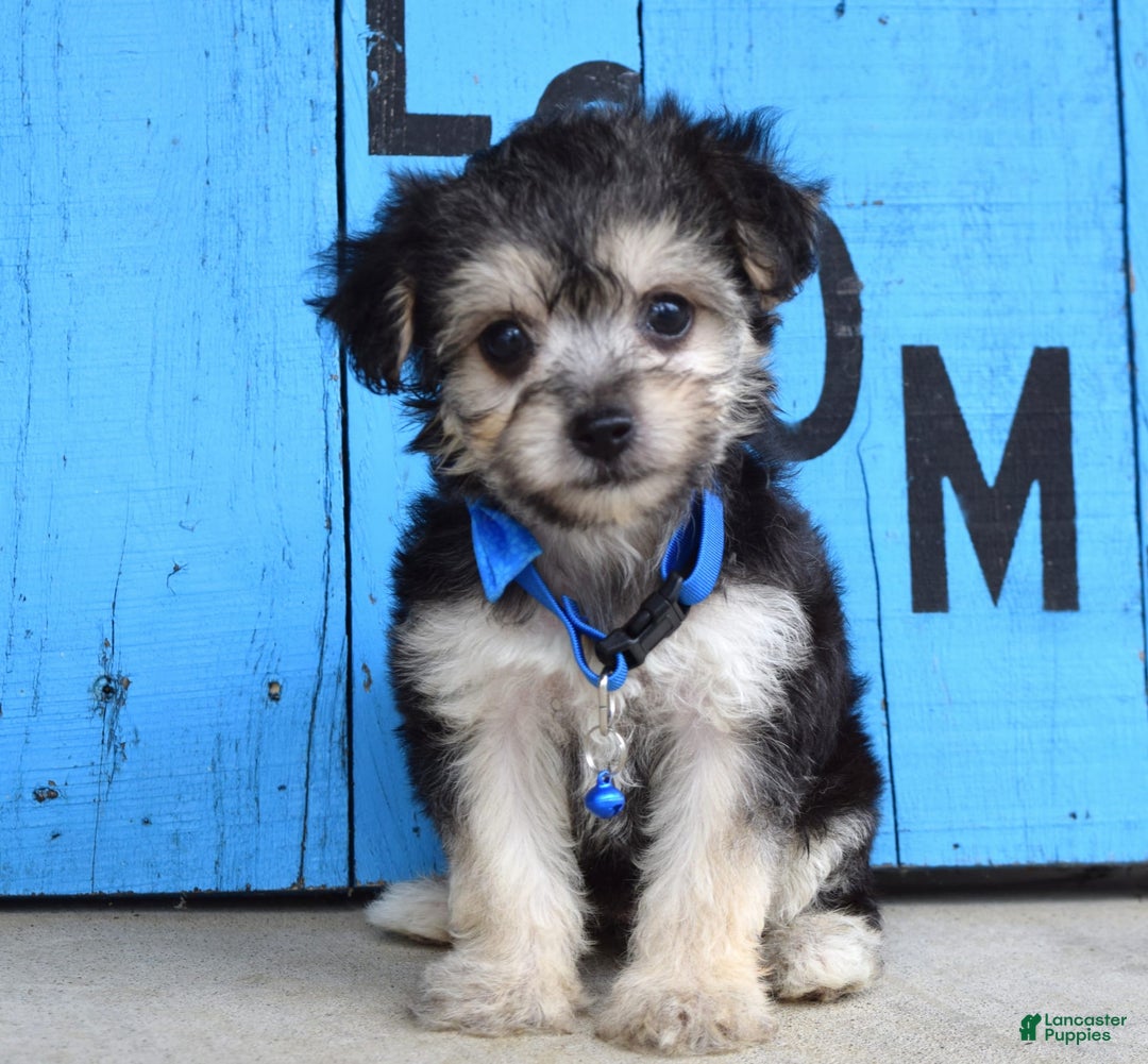 Morkie dogs for sale: Mason - Image 1