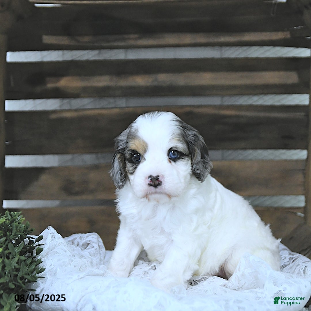 Cavapoo dogs for sale: Cavapoo 5 puppies - Image 5