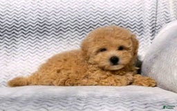 Maltipoo dogs for sale: Brady - Image 2