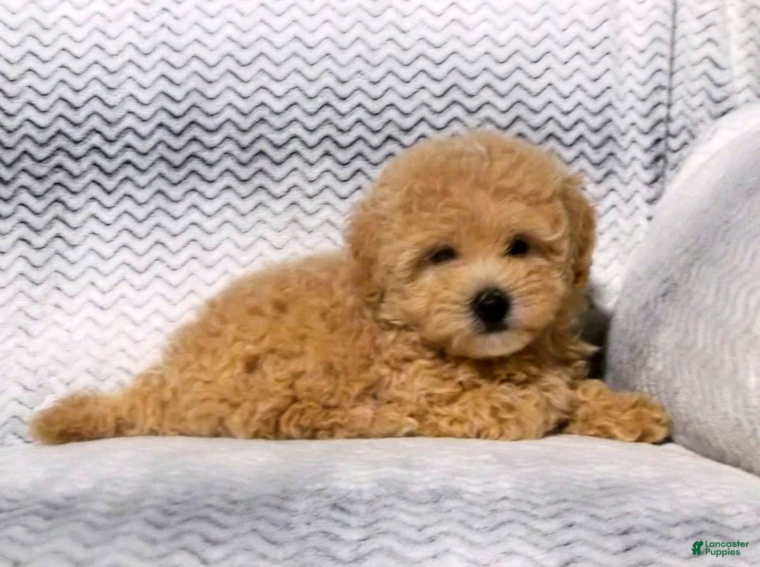 Maltipoo dogs for sale: Brady - Image 2