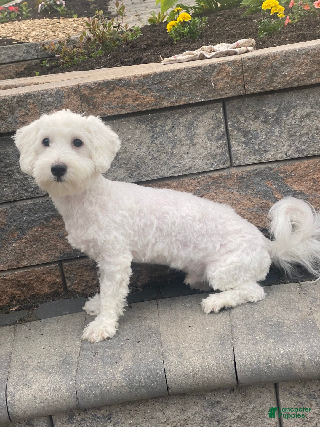 Coton De Tulear dogs for sale: Archer - Image 4