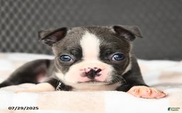 Boston Terrier dogs for sale: Jasper - Image 3