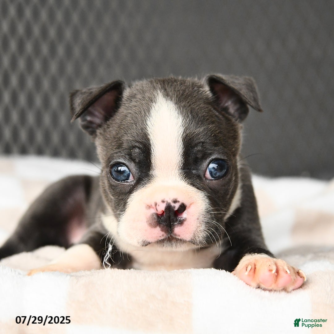 Boston Terrier dogs for sale: Jasper - Image 3