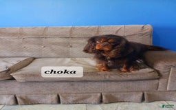 Cavapoo dogs for sale: Julia - Image 11