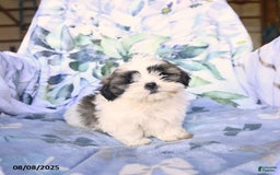 Shih Tzu dogs for sale: Keith - Image 3