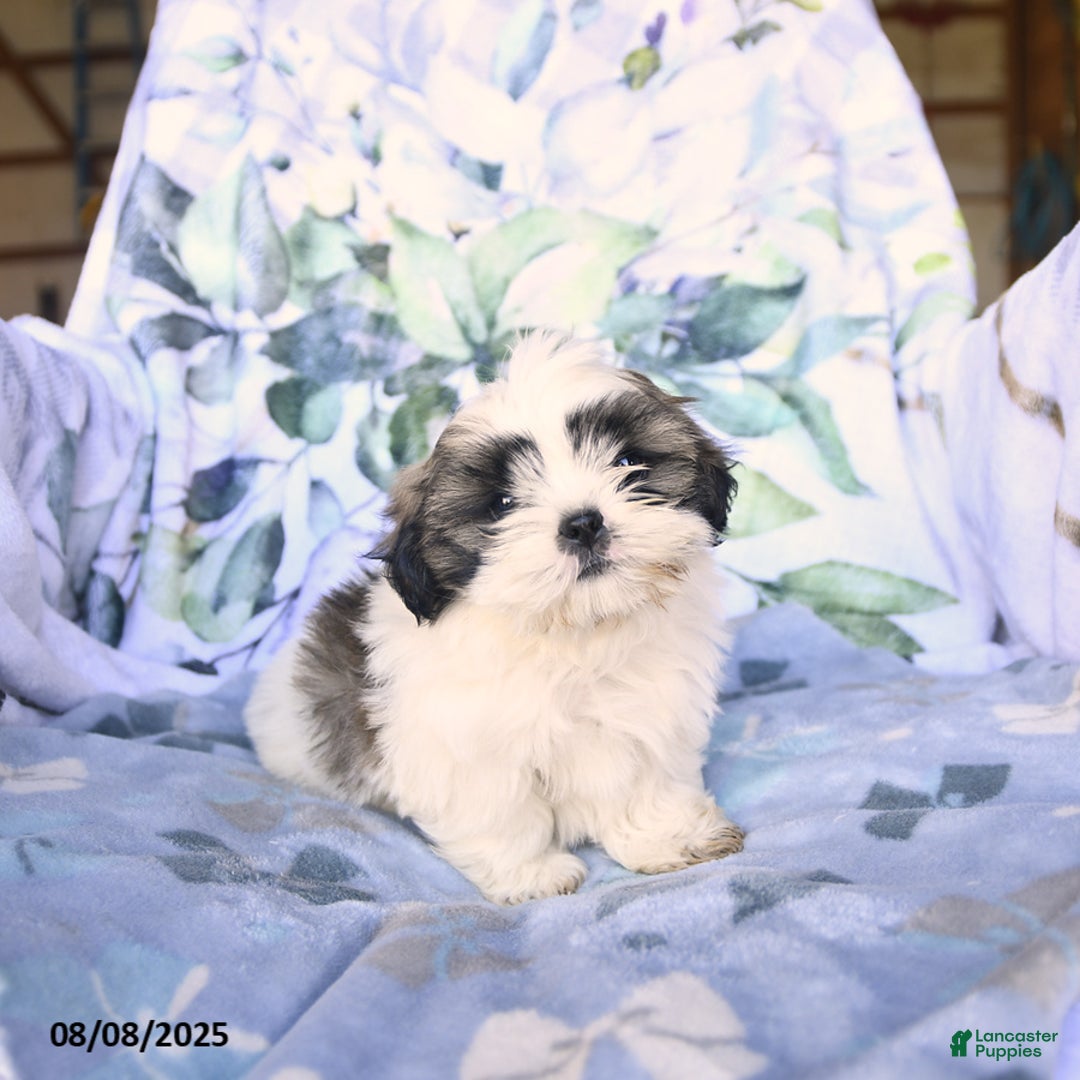 Shih Tzu dogs for sale: Keith - Image 3