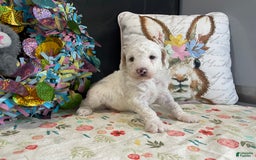 Miniature Poodle dogs for sale: Zella - Image 5