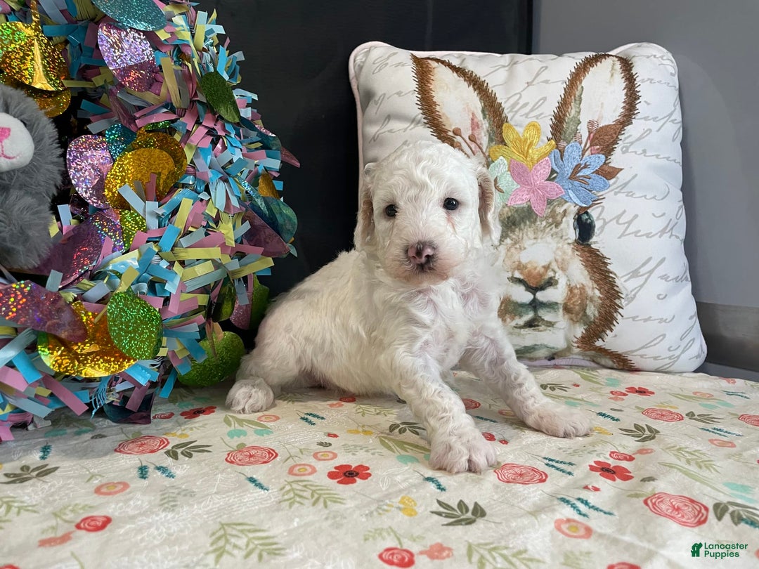 Miniature Poodle dogs for sale: Zella - Image 5