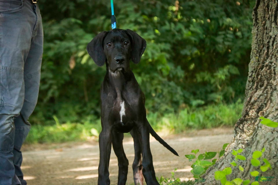 Great Dane dogs for sale: Selene - Image 3