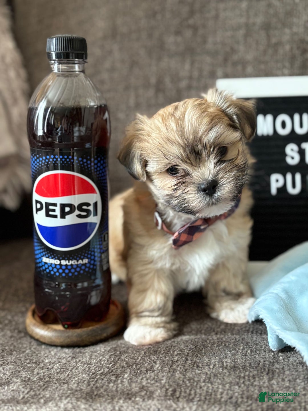 Malshi dogs for sale: Teacup Imperial Benjamin - Image 5