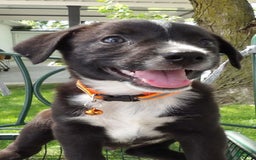 Border Collie dogs for sale: Taco - Image 2