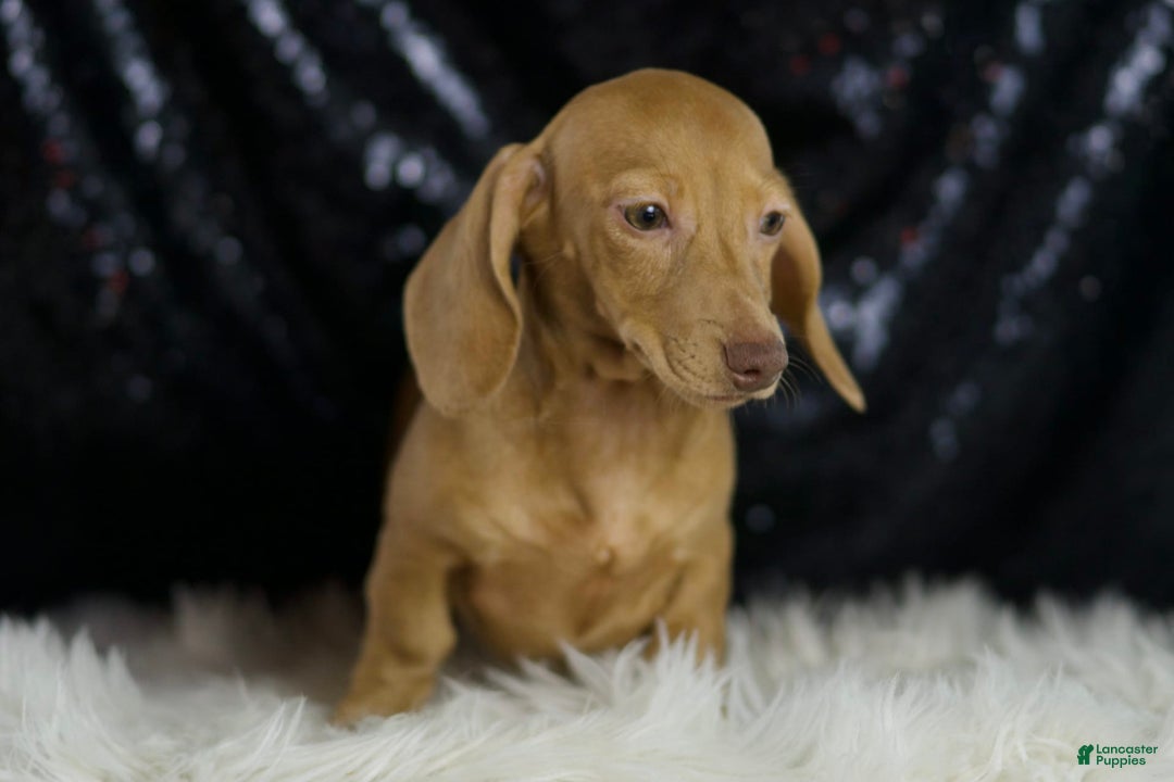 Miniature Dachshund dogs for sale: Greta - Image 2