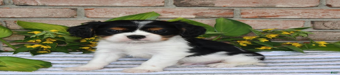 Duke