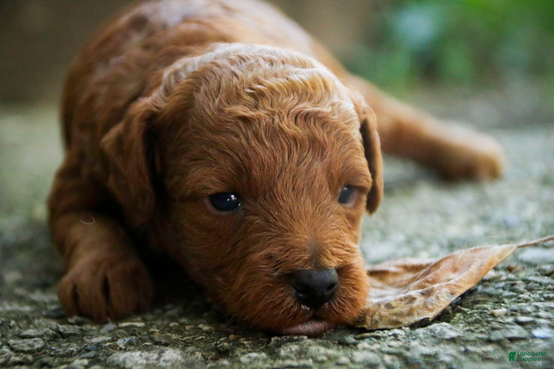 Miniature Poodle dogs for sale: Miniature Poodle 4 puppies - Image 14