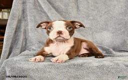 Boston Terrier dogs for sale: Moe - Image 1