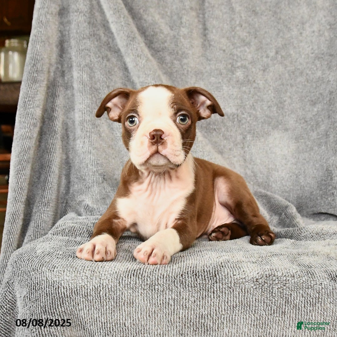 Boston Terrier dogs for sale: Moe - Image 1
