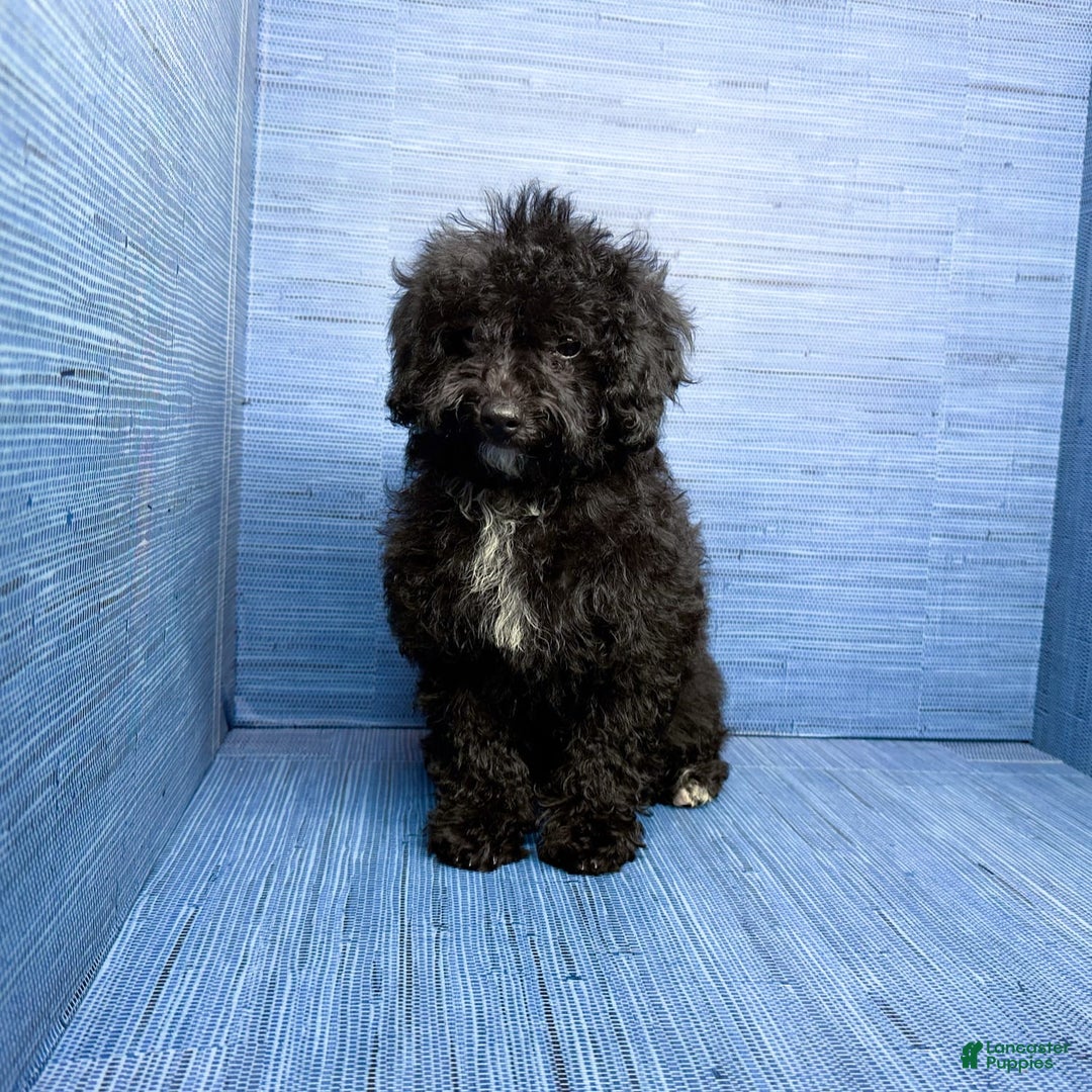 Maltipoo dogs for sale: Moriah - Listing for pets: Moriah - Image 5