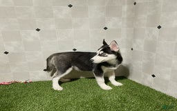 Siberian Husky dogs for sale: Lannie - Image 3