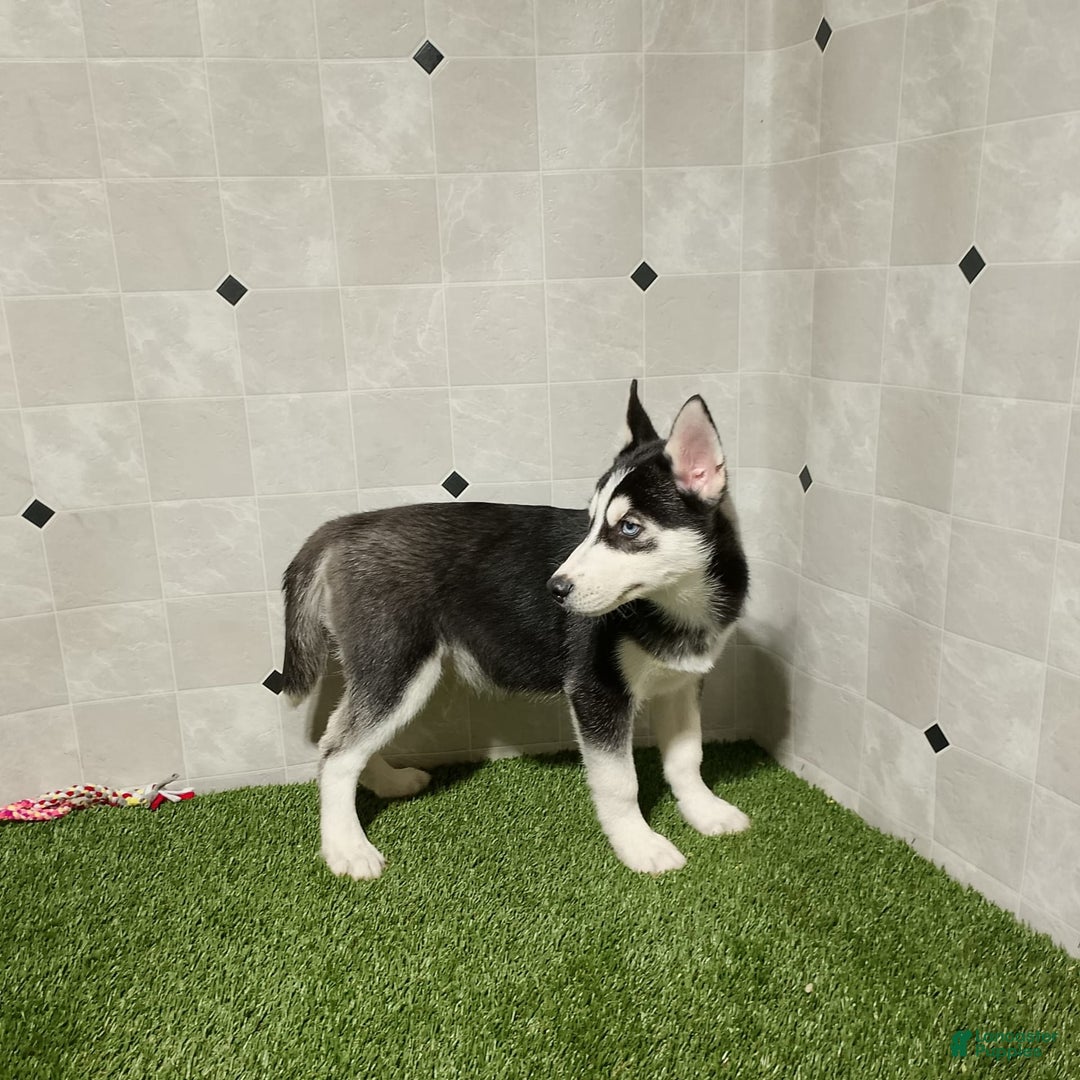 Siberian Husky dogs for sale: Lannie - Image 3