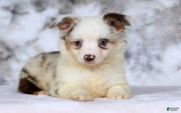 dogs for sale: Sandy - Image 6