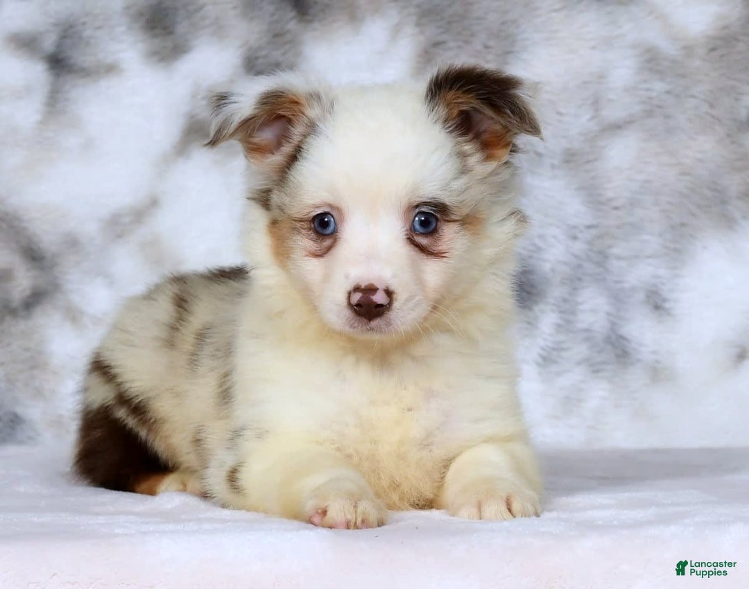  dogs for sale: Sandy - Image 6