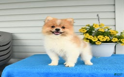 Pomeranian dogs for sale: Healthy - Image 3