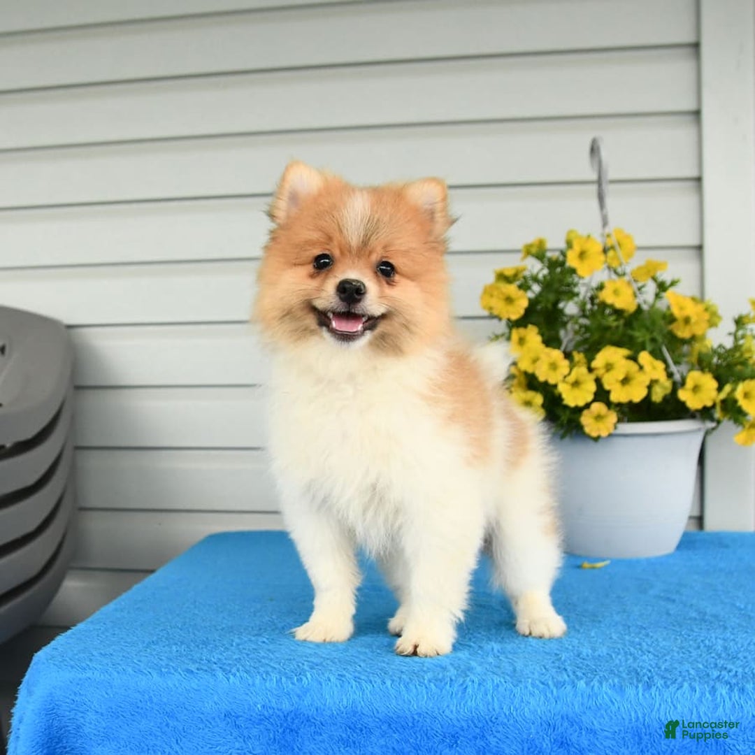 Pomeranian dogs for sale: Healthy - Image 3