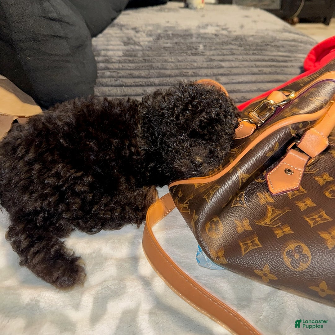Toy Poodle dogs for sale: Tiny - Image 10