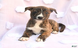 Siberian Husky dogs for sale: Boxer - Image 5