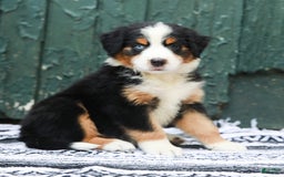 Australian Shepherd dogs for sale: Everleigh - Image 7