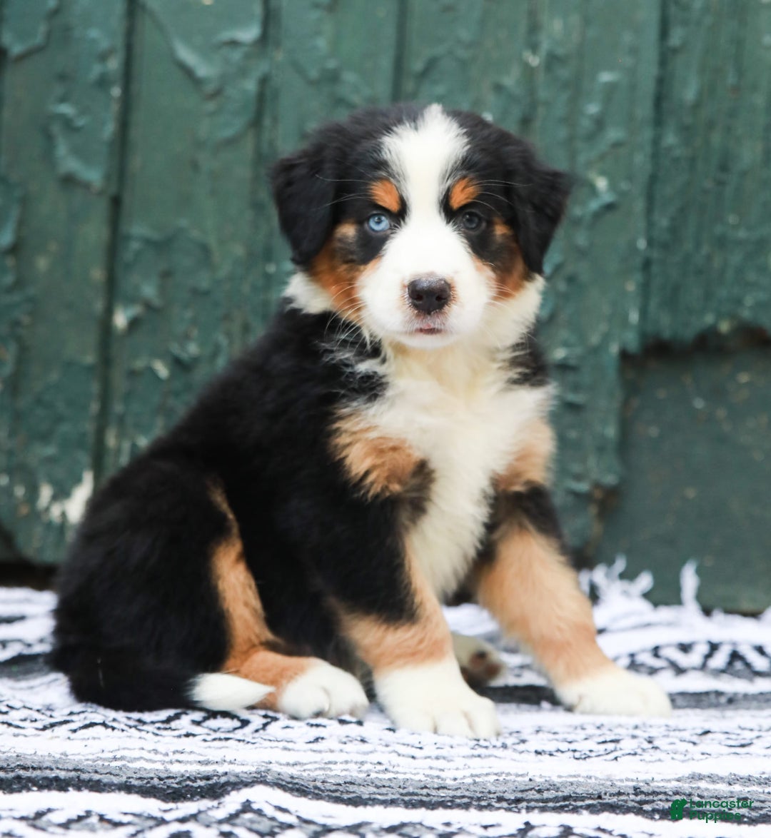Australian Shepherd dogs for sale: Everleigh - Image 7