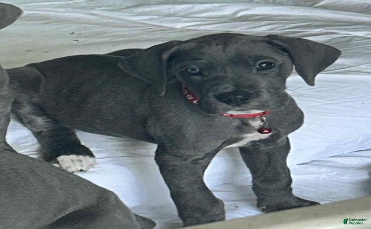 Great Dane dogs for sale - Ad 2