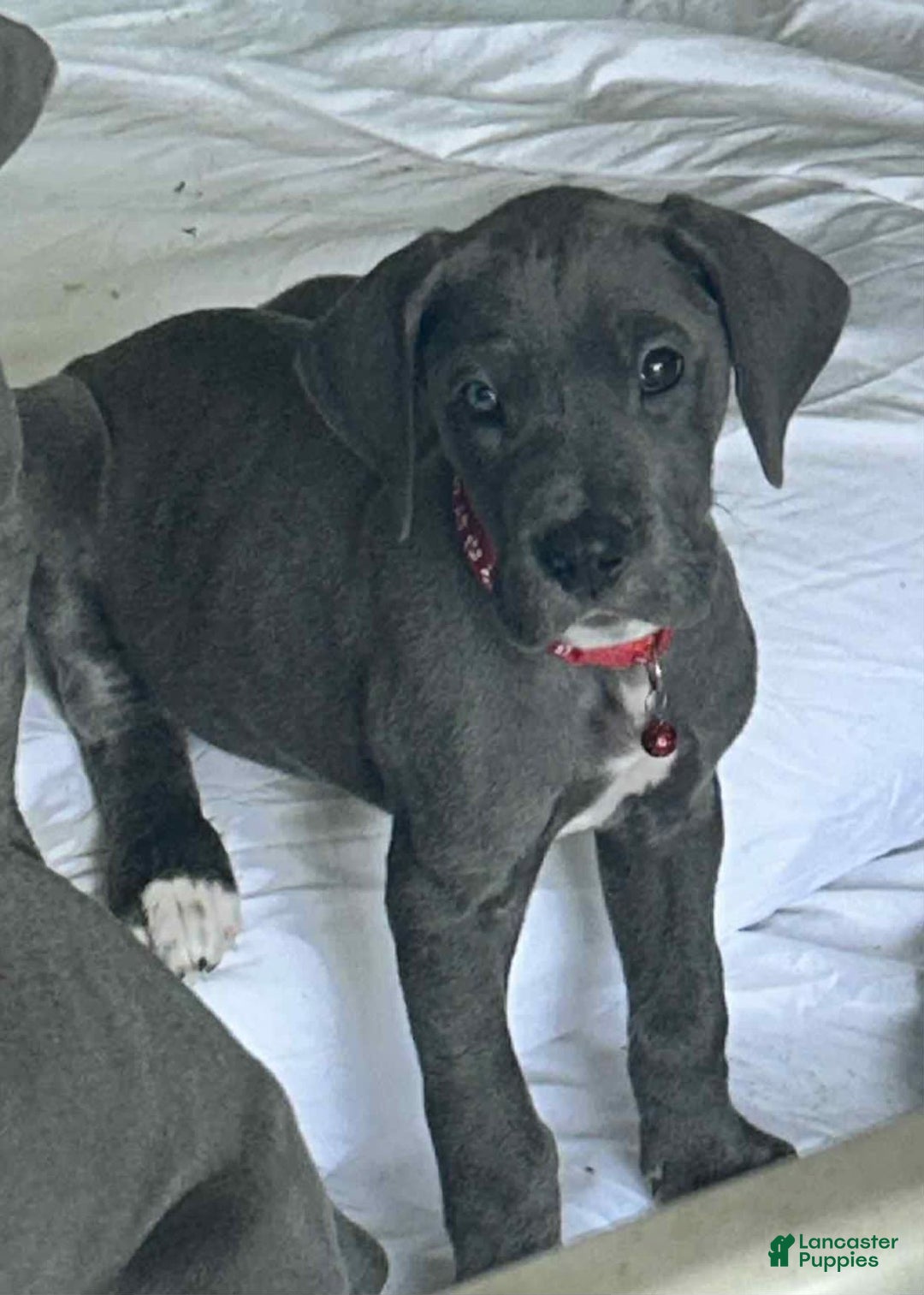 Great Dane dogs for sale: Cash - Image 1