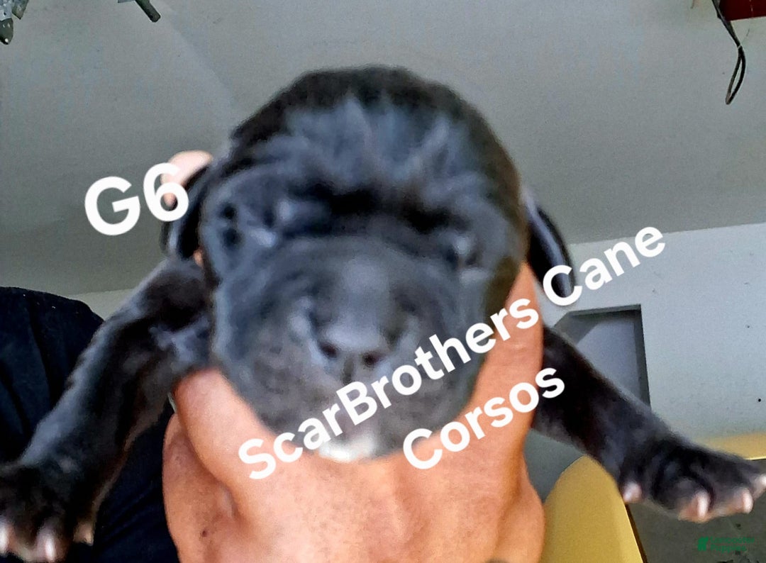 Cane Corso dogs for sale: Black - Image 2