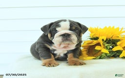 English Bulldog dogs for sale: Gunner - Image 2