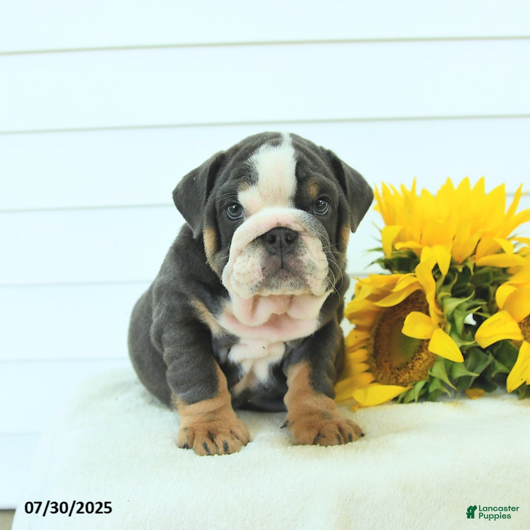 English Bulldog dogs for sale: Gunner - Image 2