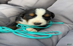 Bernese Mountain Dog dogs for sale: Aqua - Image 1